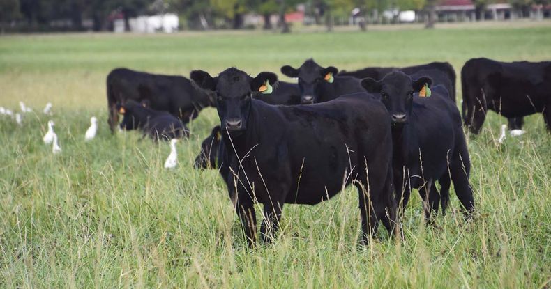 Tapa vacas ganado Angus