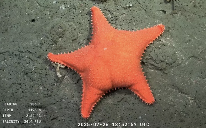 Captura de pantalla de un video publicado por el Instituto Oceanográfico Schmidt el 26 de julio de 2025, que muestra una estrella de mar a 1.195 metros de profundidad en el Cañón de Mar del Plata, en el Mar Argentino, en el Océano Atlántico