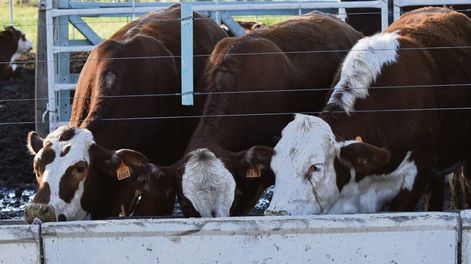 Vender ganado de corral por fuera de la cuota 481 es cada vez más difícil en el actual contexto de precios internacionales