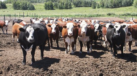 imagen de Advierten falta de preparación y de respuesta ante las denuncias de maltrato animal en la ganadería, pero reconocen avances