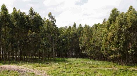 Oji Holdings Corporation es propietaria de unas 603.000 hecta´reas forestadas en varios pai´ses. Foto: Nicolás der Agopián