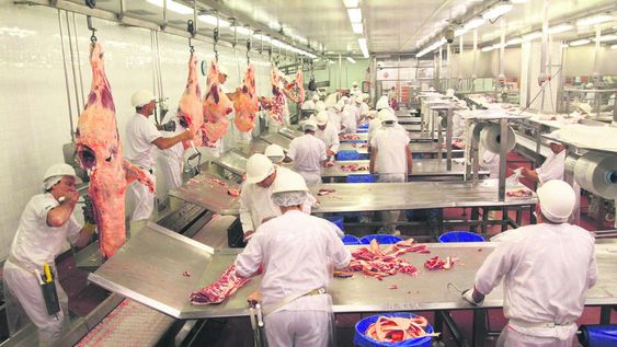 La actividad en los frigoríficos ganó dinamismo, debido a la creciente demanda china. Foto: Nicolás Der Agopián / Búsqueda La actividad en los frigoríficos ganó dinamismo, debido a la creciente demanda china. Foto: Nicolás Der Agopián / Búsqueda