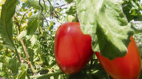 Búsqueda | La pandemia de Covid-19 fomentó las huertas orgánicas y el envío de canastas de frutas y verduras a domicilio. Foto: Nicolás Der Agopián / Búsqueda