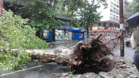 imagen de Un fenómeno climático de escasos minutos en Montevideo dejó como  saldo 17 personas heridas, árboles caídos y edificios dañados