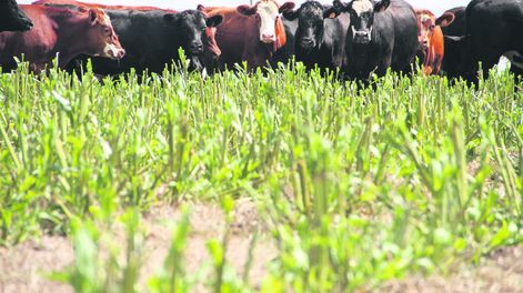 La ganadería registró el impacto negativo del déficit hídrico al principio del año. Foto: Nicolás Der Agopián