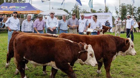 Lote Campeón de machos PI fue el brete 30, integrado por los RP 12201, 12249, 12281, de J. Ernesto Alfonso e Hijos