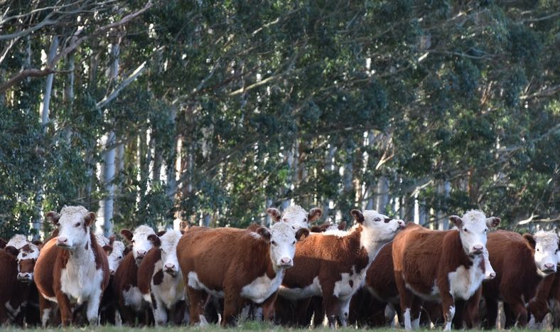 El reglamento de la Unión Europea considera los productos y derivados de ganado bovino, madera, soja, cacao, café, aceite de palma y caucho