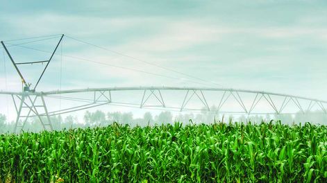 El rendimiento máximo del maíz regado en esta zafra fue de 18.000 kilos por hectárea, también récord