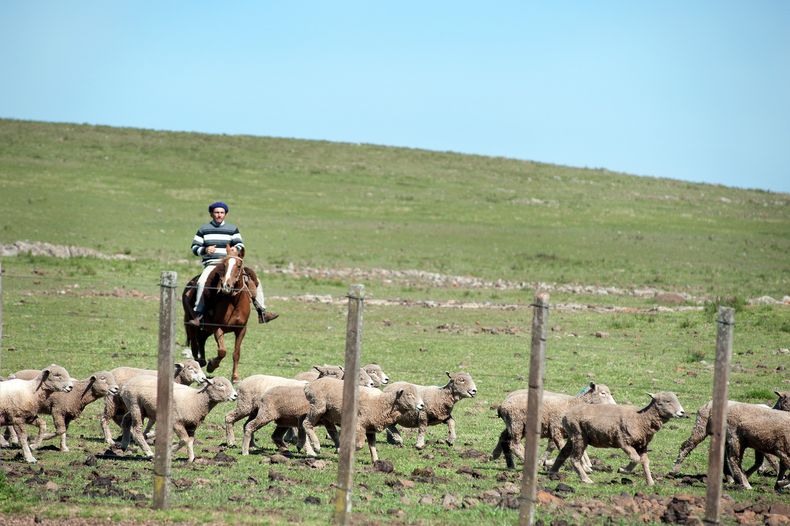 Campo-Ganado