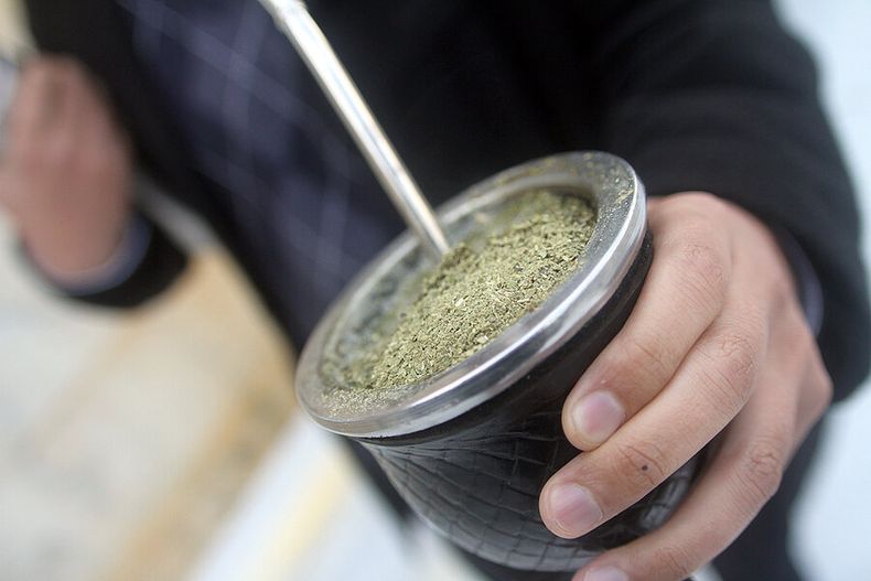 imagen de Efectos positivos del mate en colesterol y en daños por alto consumo de alcohol se comprobaron en animales; resta probar en humanos