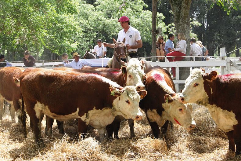 Con precios de los máximos históricos para el ganado, el productor tiene la oportunidad de pagar deudas y hacer inversiones pendientes. Foto: Nicolás Der Agopiá