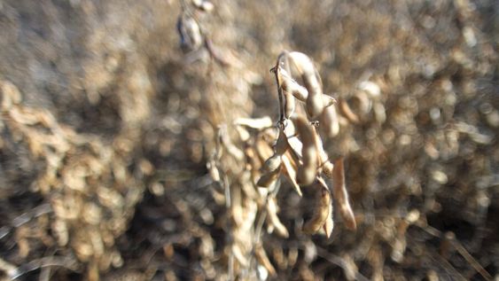 El principal cultivo agrícola de Uruguay es la soja transgénica, que abarca casi un millón de hectáreas. Foto: Nicolás Der Agopián / Búsqueda