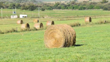Colonización retoma compra de tierras cuando suben los precios en el mercado