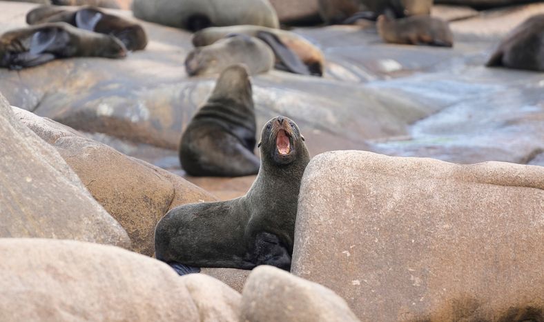 Lobos marinos en el Cabo Polonio