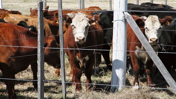imagen de No se debe “creer que estamos mucho mejor que Argentina” y  “quedarnos de brazos cruzados”, advirtió el presidente del Inac