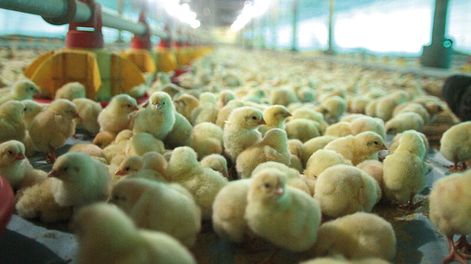 imagen de El sector avícola enfrenta un escenario incierto