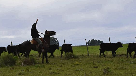 Los rematadores de ganado deberán advertir si en un lote hay animales con “cáscara” de garrapata. Foto: Agro de Búsqueda Los rematadores de ganado deberán advertir si en un lote hay animales con “cáscara” de garrapata. Foto: Agro de Búsqueda