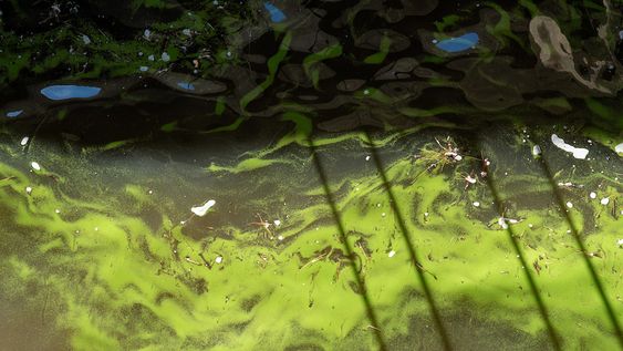 Cianobacterias en la represa de Palmar sobre el río Negro. Cianobacterias en la represa de Palmar sobre el río Negro.