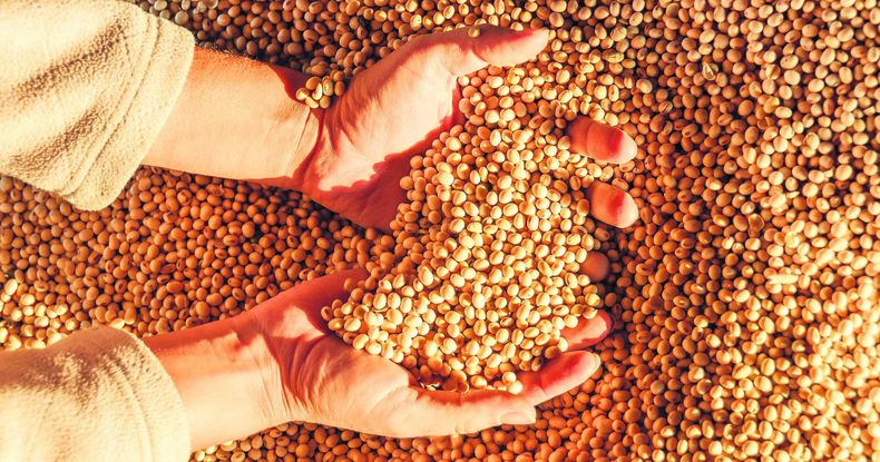 Hasta ahora se va cosechando aproximadamente 60% del área de soja en Uruguay, el clima será clave para terminar las tareas en tiempo y forma