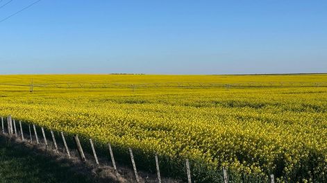 Un concurso invita a recorrer y fotografiar los campos amarillos de Uruguay durante setiembre