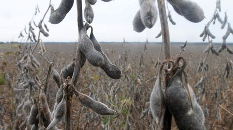 imagen de Estiman que la cosecha de soja será algo mayor a 3 millones  de toneladas y dará el segundo mejor rendimiento histórico