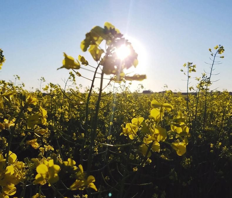 El agro es un negocio de energía solar a la que se le agrega valor