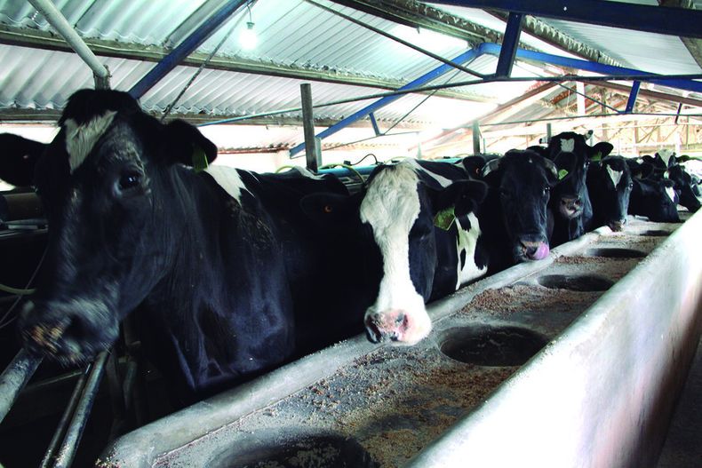Los tamberos enfrentaron mayores costos para la alimentacion de vacas, debido a la falta de pasturas por la sequia. Foto: Nicolás Der Agopián