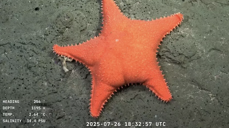 Captura de pantalla de un video publicado por el Instituto Oceanográfico Schmidt el 26 de julio de 2025, que muestra una estrella de mar a 1.195 metros de profundidad en el Cañón de Mar del Plata, en el Mar Argentino, en el Océano Atlántico