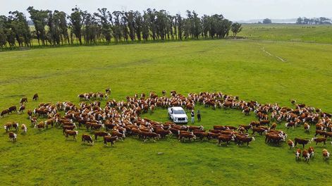 Ejercicio ganadero cierra con resultado económico “muy superior” al promedio