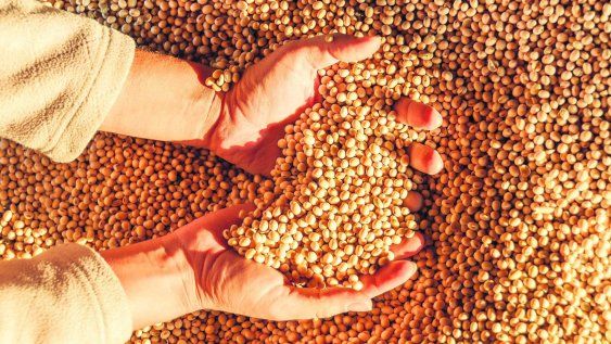 China notificó a Uruguay por incumplimientos fitosanitarios en aproximadamente 80% de los embarques de soja, por presencia de malezas cuarentenarias. China notificó a Uruguay por incumplimientos fitosanitarios en aproximadamente 80% de los embarques de soja, por presencia de malezas cuarentenarias.