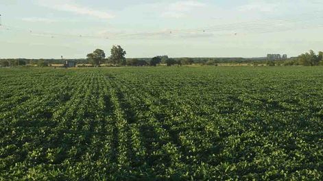 La soja es la oleaginosa más plantada en el mundo