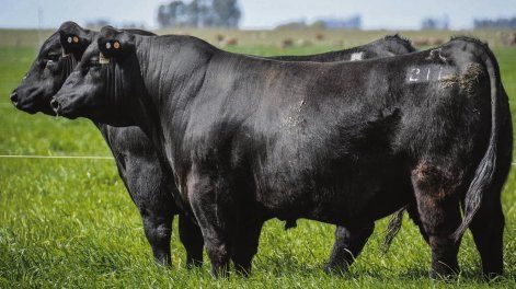 Si bien las cotizaciones de los toros superan a las de la zafra del año pasado, las actuales relaciones de precios son favorables para la inversión en genética, señalaron los consignatarios consultados por Agro de Búsqueda.