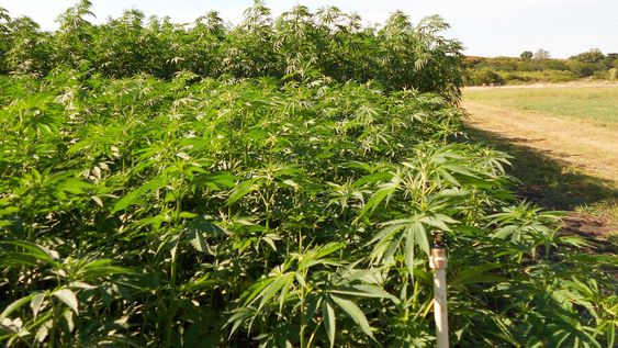 Cultivo de cáñamo. Cultivo de cáñamo.