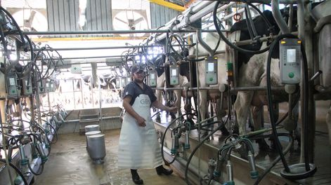 imagen de Unos 3.800 tamberos dejaron la lechería en los últimos 30  años; la producción aumentó y se concentró en grandes predios