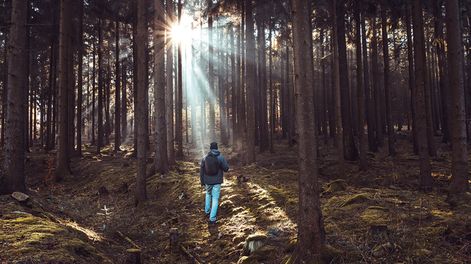 imagen de Baños de bosque: explorar el vínculo milenario entre persona y árbol
