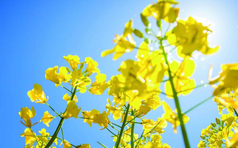 En la segunda quincena de junio Uruguay exportó 5.000 toneladas de aceite de colza a Países Bajos