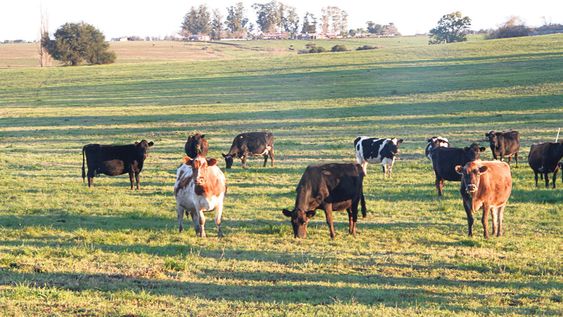 imagen de Recaudación de impuestos que paga el agro bajó 5% en 2016 y la presión fiscal se mantuvo en 8%, según Opypa imagen de Recaudación de impuestos que paga el agro bajó 5% en 2016 y la presión fiscal se mantuvo en 8%, según Opypa