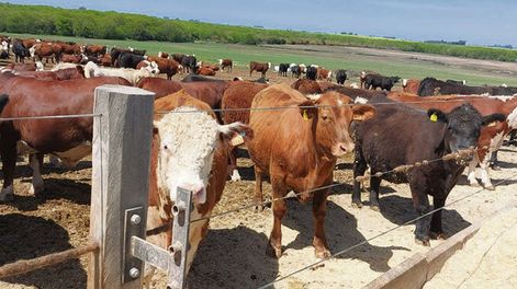 La cantidad de ganado no supera el 70% de la capacidad de los corrales