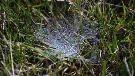 Se estima que en Uruguay hay 9,6 millones de hectáreas de campo natural. Foto: Agro de Búsqueda