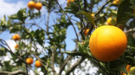 imagen de El agravamiento de los problemas financieros en la principal  empresa citrícola contrasta con nuevas inversiones en el rubro