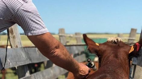 Vacunación contra aftosa