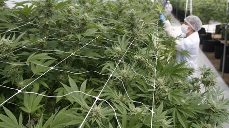 Producción de marihuana en Uruguay&nbsp;