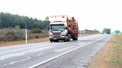 La cadena forestal, con buenas perspectivas. Foto: Nicolás Der Agopián / Búsqueda