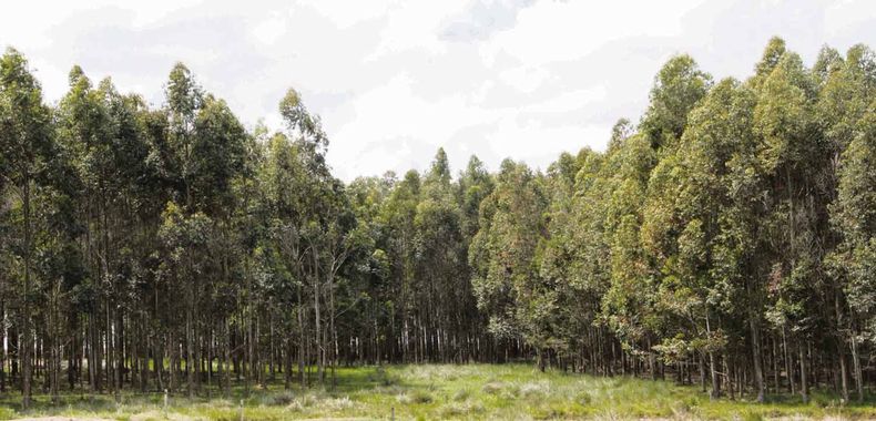 El área de plantaciones forestales en Uruguay pasó de 148.614 hectáreas a 1.161.851 hectáreas entre 1975 y 2023