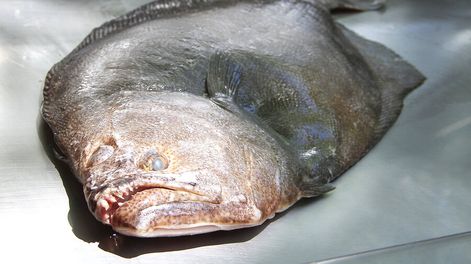 imagen de Investigadores uruguayos lograron producir lenguado en cautiverio y obtener un producto de igual calidad que el de la naturaleza