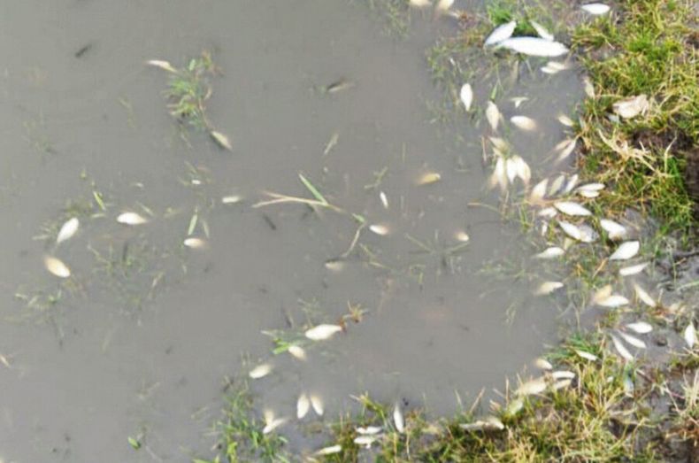 Vecinos de Tacuarembó denunciaron la contaminación? del agua y la mortandad de peces