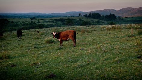 Foto: Ricardo Antúnez / adhocFOTOS