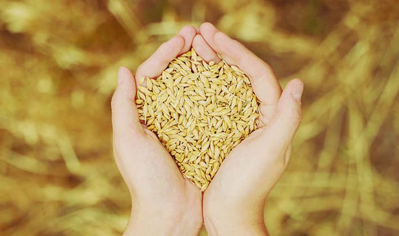 Los análisis marcan que este año no habría una diferencia tan grande entre el rinde agronómico y el maltero