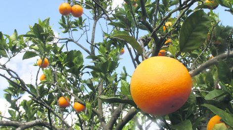 imagen de En un año con problemas y apoyo estatal, la producción de  cítricos logró un repunte de 12% respecto a la zafra anterior