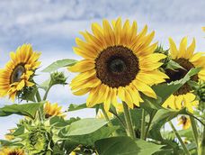 El sector privado estima que el área de girasol en Uruguay se ubica entre 30.000 y 35.000 hectáreas. El sector privado estima que el área de girasol en Uruguay se ubica entre 30.000 y 35.000 hectáreas.